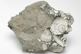 Jurassic Ammonite (Kosmoceras) Cluster - England #207747-2